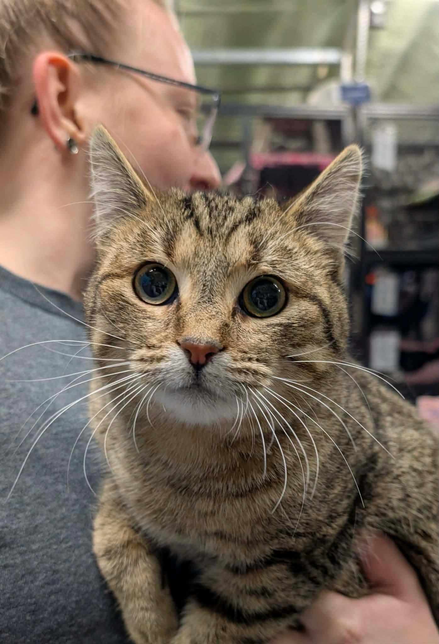 Enlarge AXLE, a Adoptable Domestic Short Hair in Tillsonburg, ON image 1/4