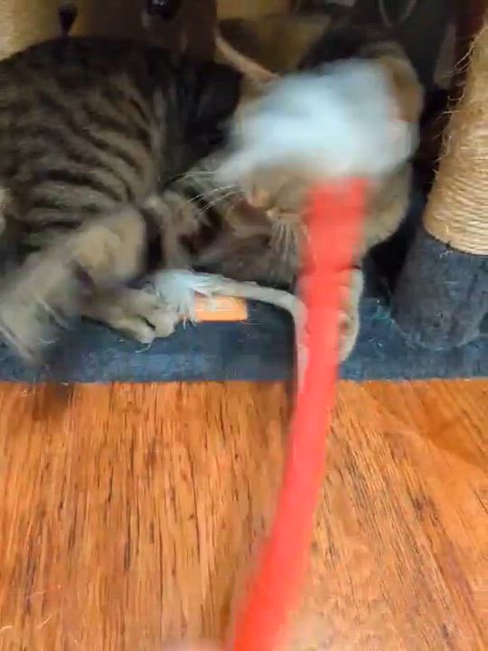 Enlarge AXLE, a Adoptable Domestic Short Hair in Tillsonburg, ON video 6/6