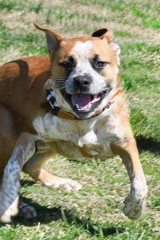 Joey, Adoptable, Adult Male Australian Cattle Dog / Blue Heeler & Mixed Breed.