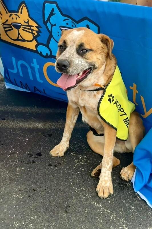 Enlarge Joey, a Adoptable mixed breed in Maryville, TN image 2/6