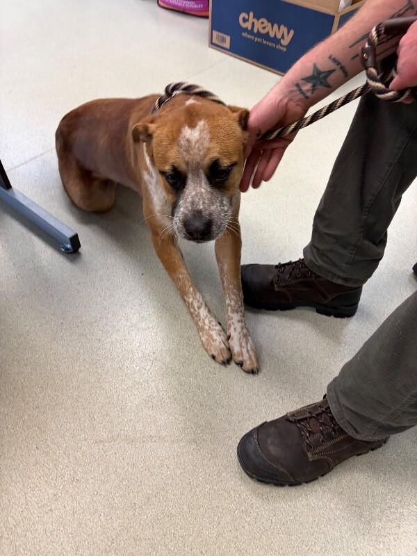 Enlarge Joey, a Adoptable mixed breed in Maryville, TN image 3/6