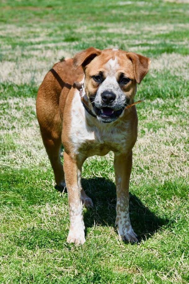Enlarge Joey, a Adoptable mixed breed in Maryville, TN image 4/6