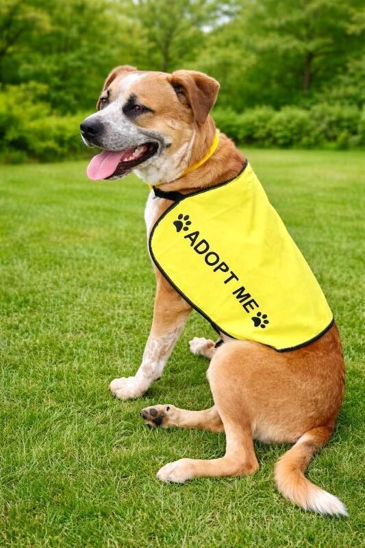 Enlarge Joey, a Adoptable mixed breed in Maryville, TN image 5/6