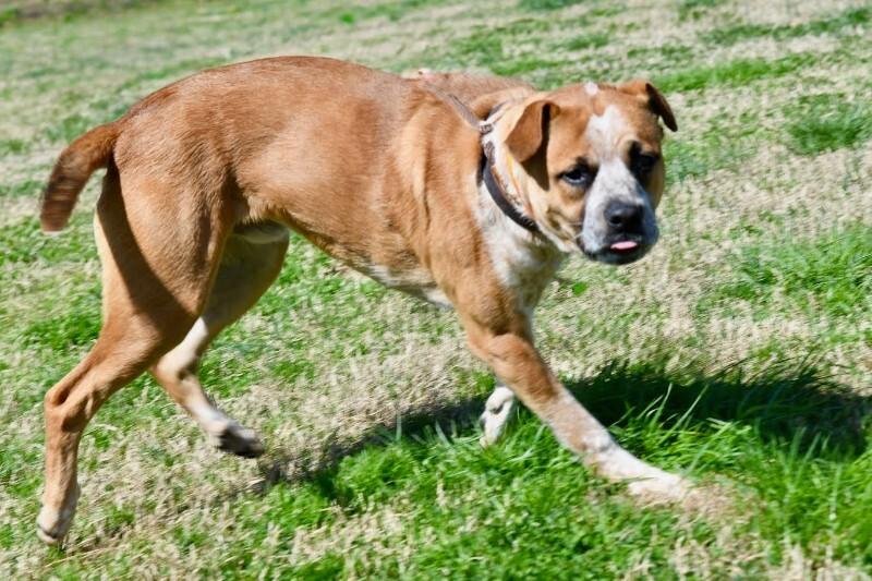 Enlarge Joey, a Adoptable mixed breed in Maryville, TN image 6/6