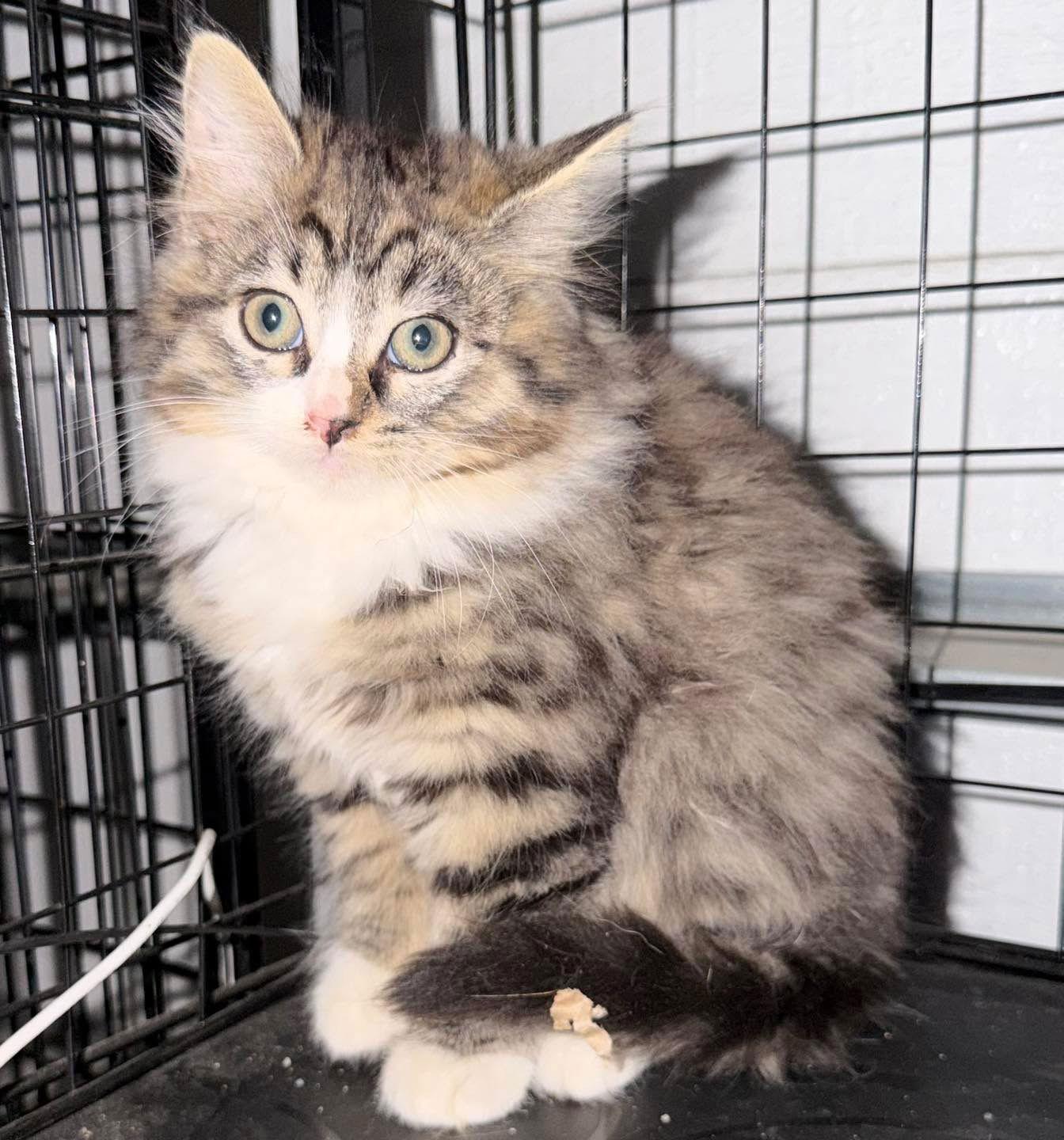 Enlarge Bailey, a Adopted Domestic Long Hair in Grand Bay, AL image 1/1