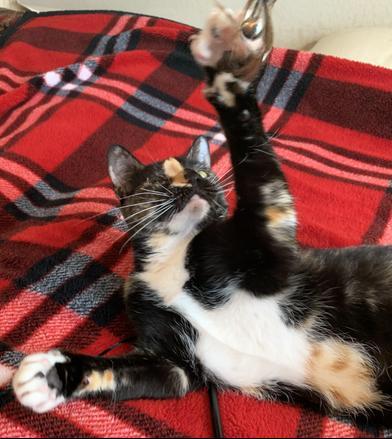 Ripley — thumbnail 2