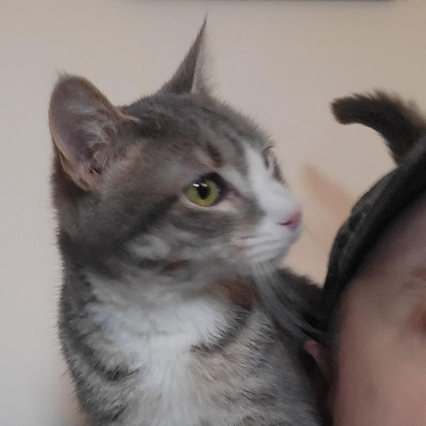 Enlarge Petey, a Adoptable Domestic Short Hair in Holly, MI image 1/1