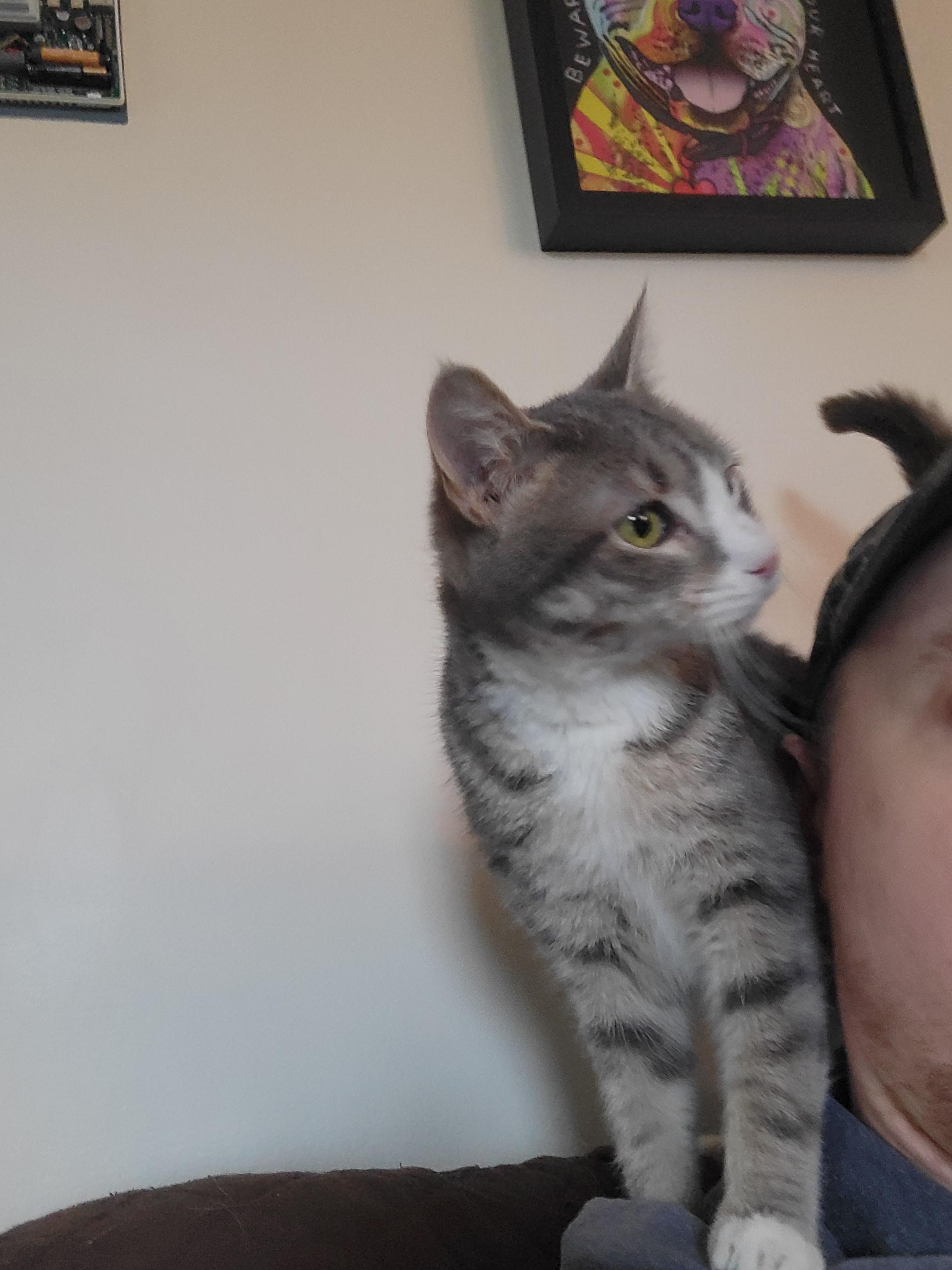 Enlarge Petey, a Adoptable Domestic Short Hair in Holly, MI image 1/1