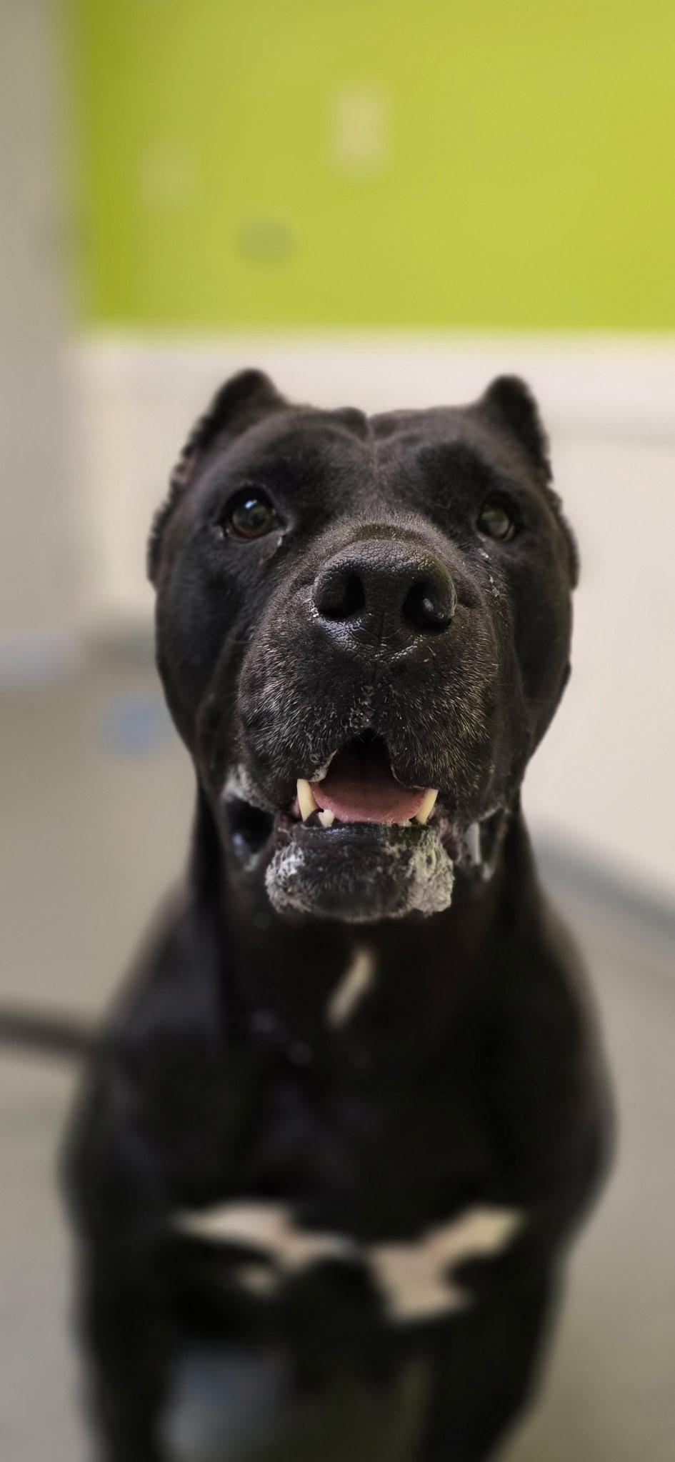 Enlarge Frida, a Adoptable mixed breed in Mount Pleasant, MI image 2/5