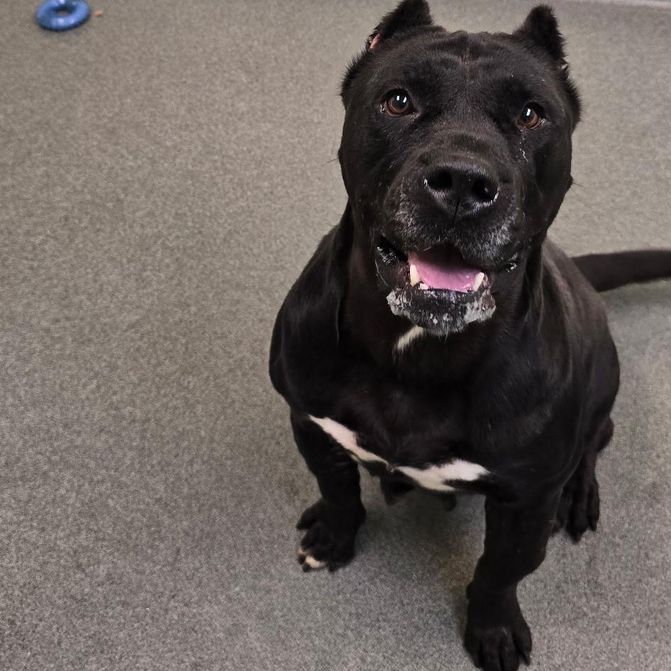 Enlarge Frida, a Adoptable mixed breed in Mount Pleasant, MI image 1/5