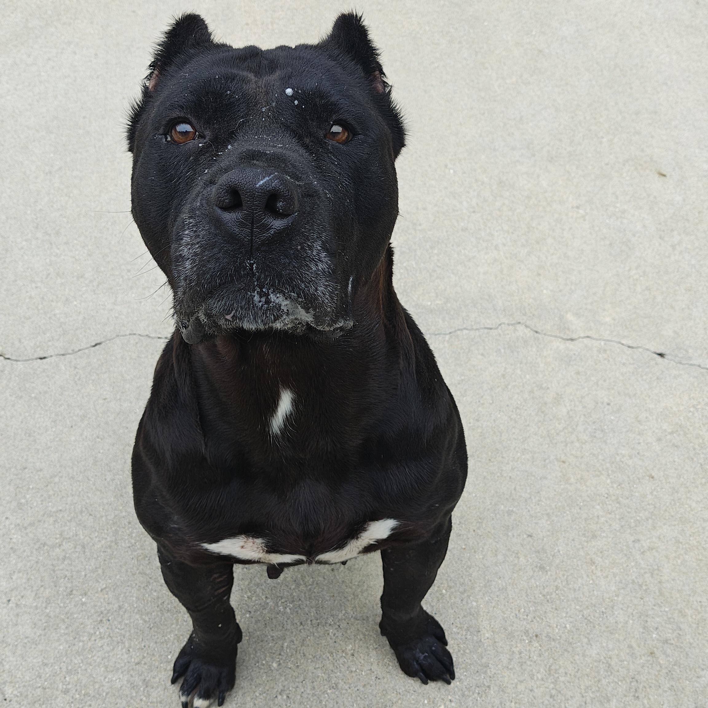 Enlarge Frida, a Adoptable mixed breed in Mount Pleasant, MI image 5/5