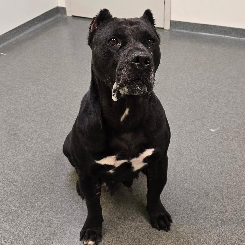 Enlarge Frida, a Adoptable mixed breed in Mount Pleasant, MI image 4/5