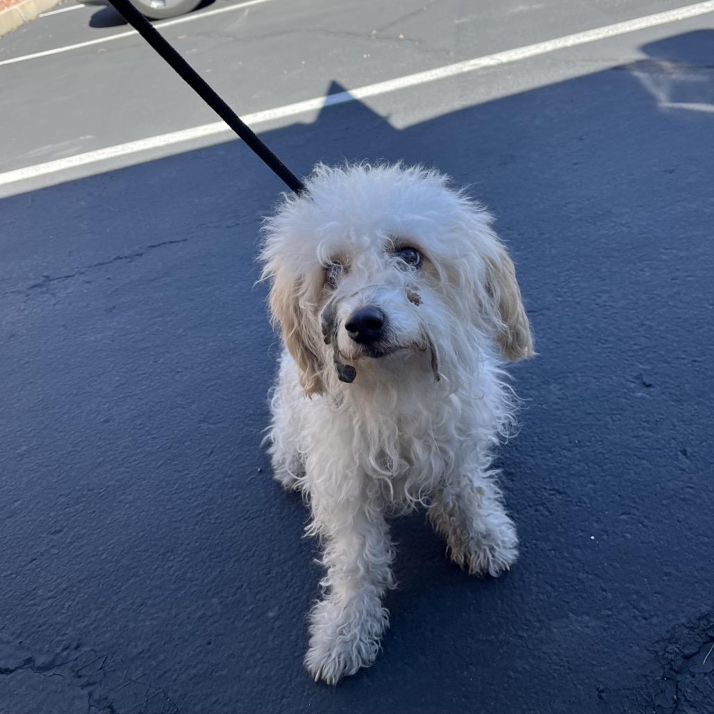Louise, Adoptable, Adult Female Poodle & Maltese.
