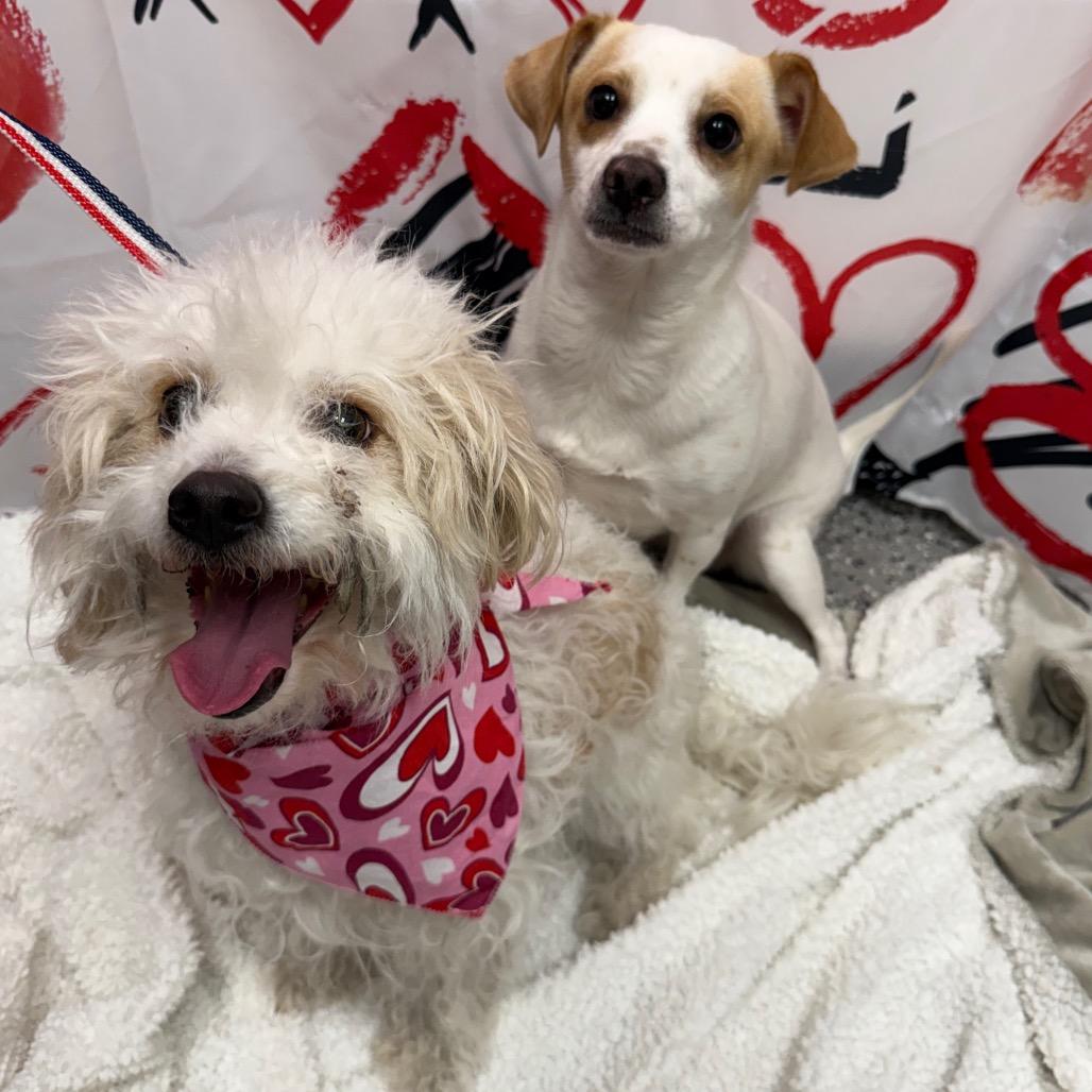 Enlarge Louise, a Adoptable mixed breed in Henderson, NV image 2/2