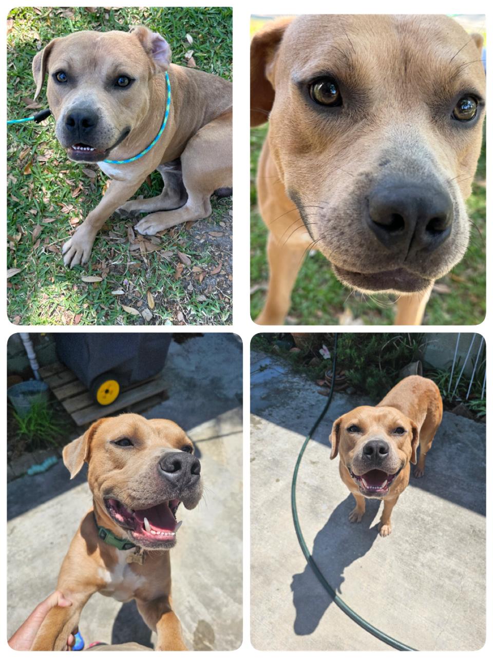 Enlarge Teefers needs foster home, a Adoptable mixed breed in Metairie, LA image 4/5
