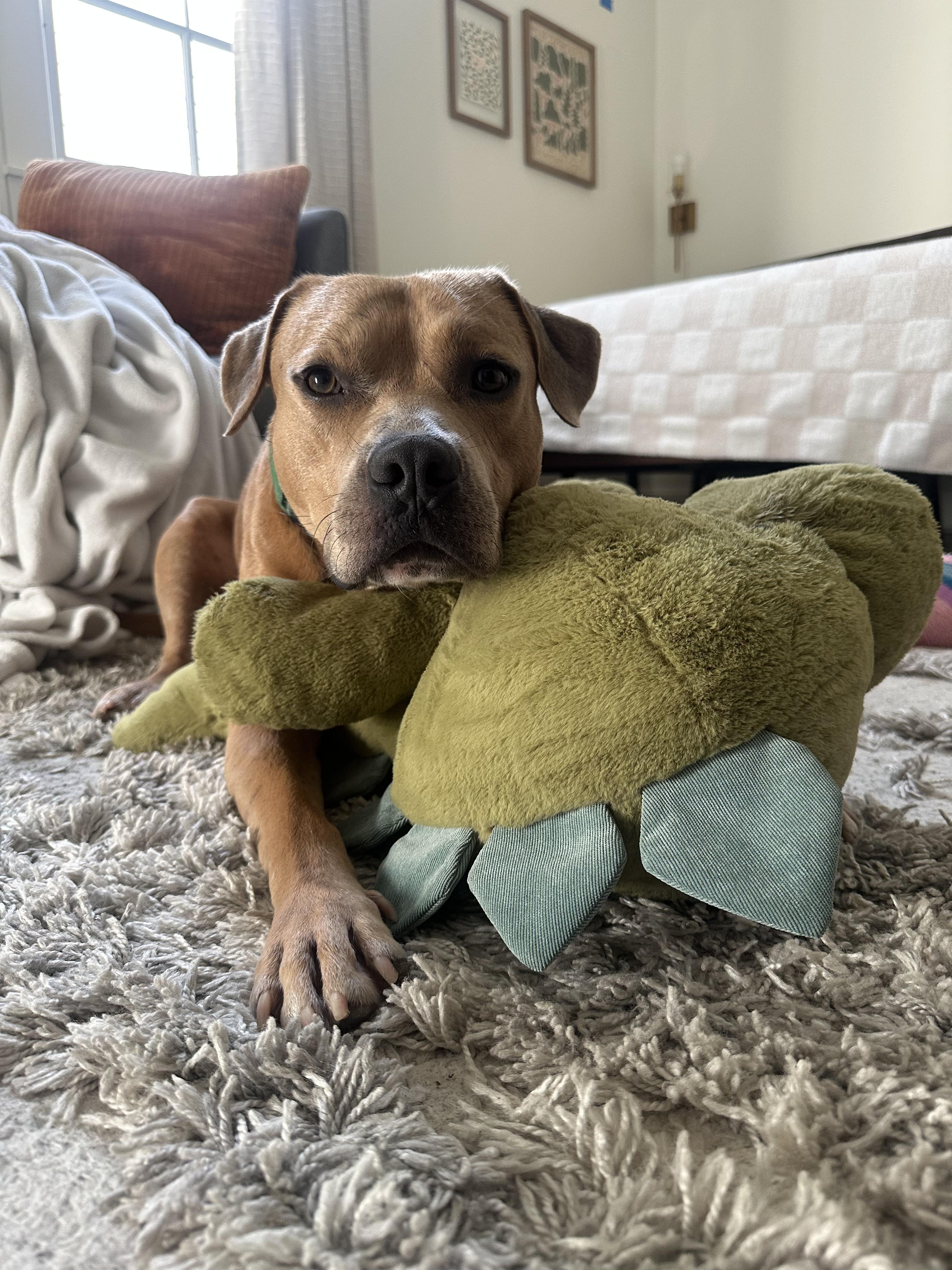 Enlarge Teefers needs foster home, a Adoptable mixed breed in Metairie, LA image 5/5