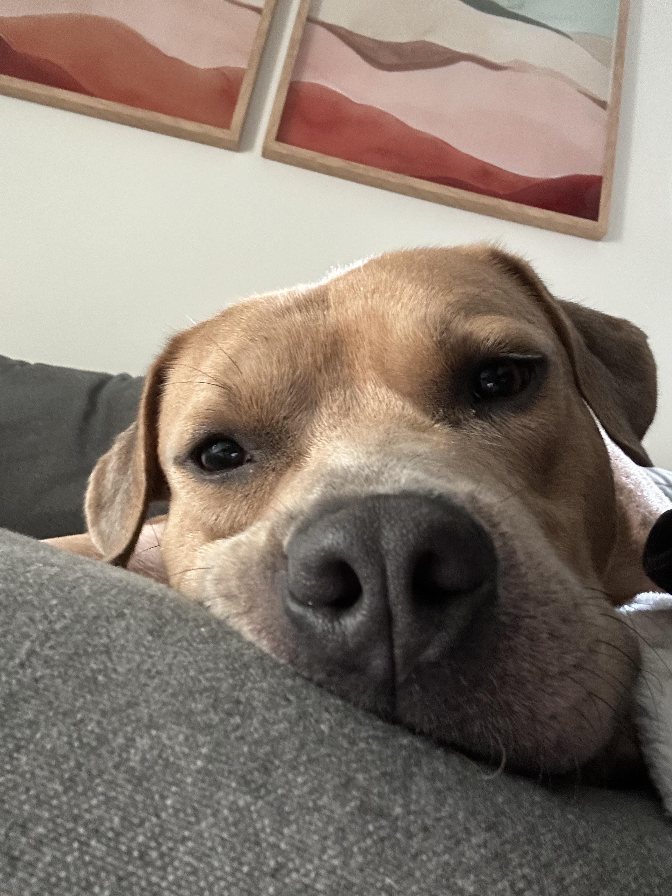 Teefers needs foster home, Adoptable, Young Male American Staffordshire Terrier & Labrador Retriever.