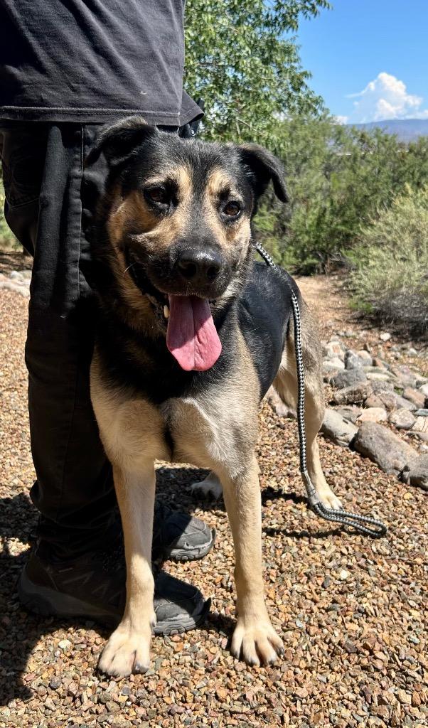 Milo, Adoptable, Adult Male German Shepherd Dog.