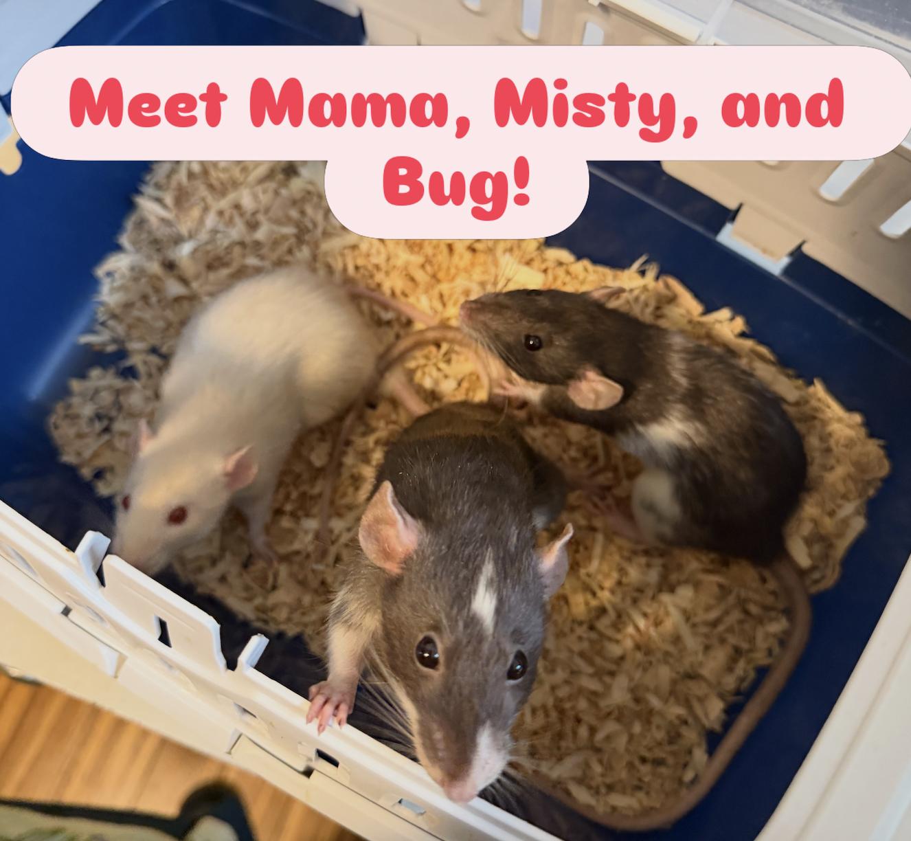 Mama, Misty, and Bug BONDED, adopted, Adult Female Rat.