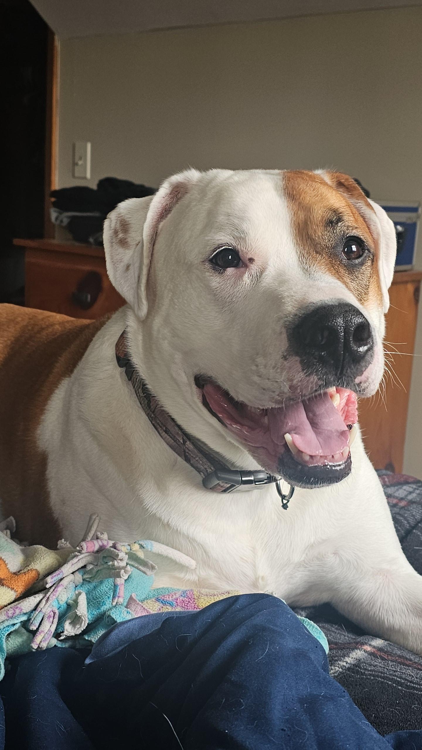 Mack- Cross Post , ADOPTABLE, Adult Male Boxer.
