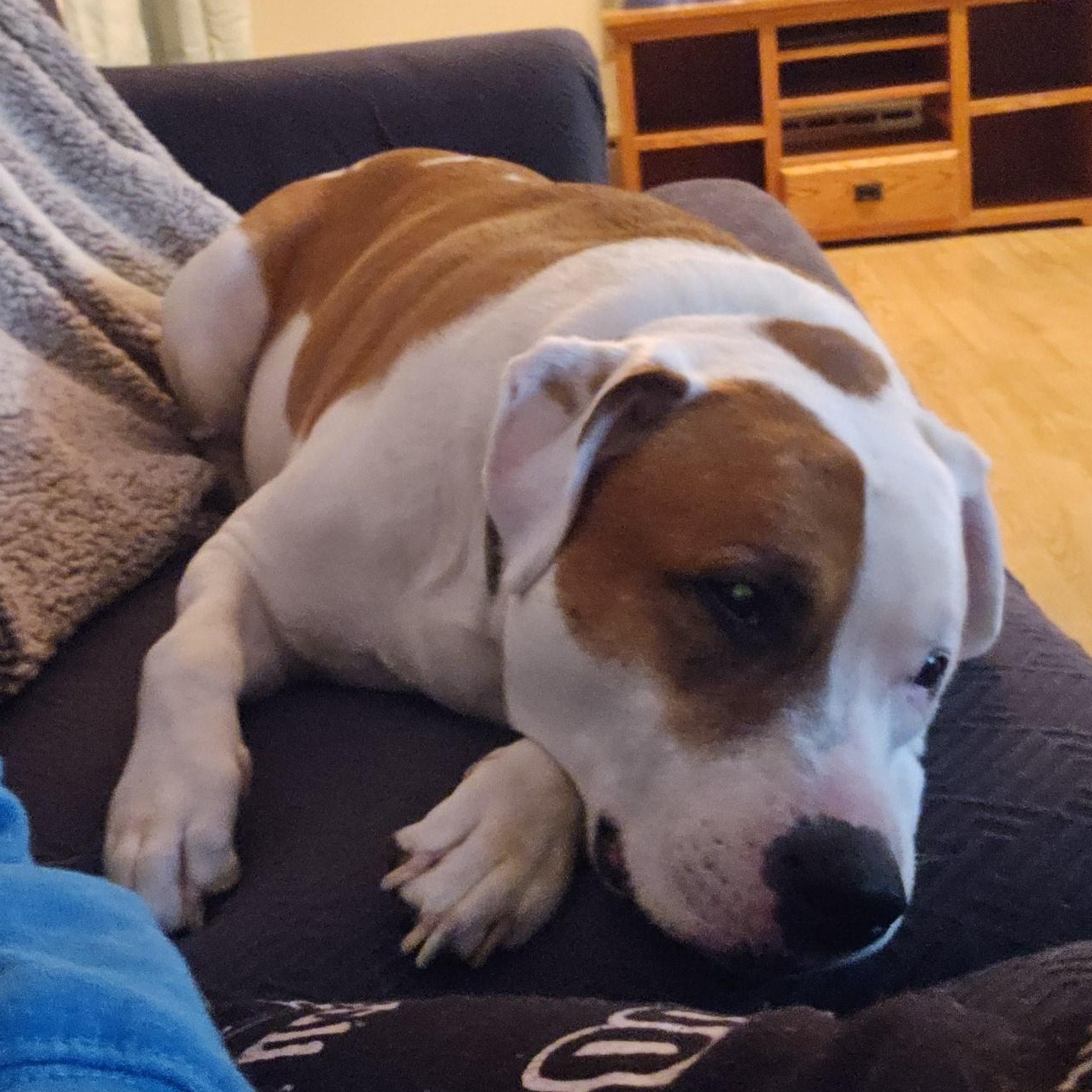 Enlarge Mack- Cross Post , a ADOPTABLE mixed breed in Tomah, WI image 5/6