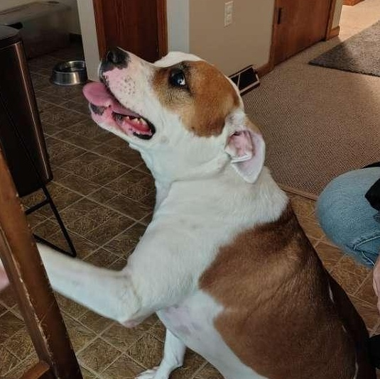 Enlarge Mack- Cross Post , a ADOPTABLE mixed breed in Tomah, WI image 4/6