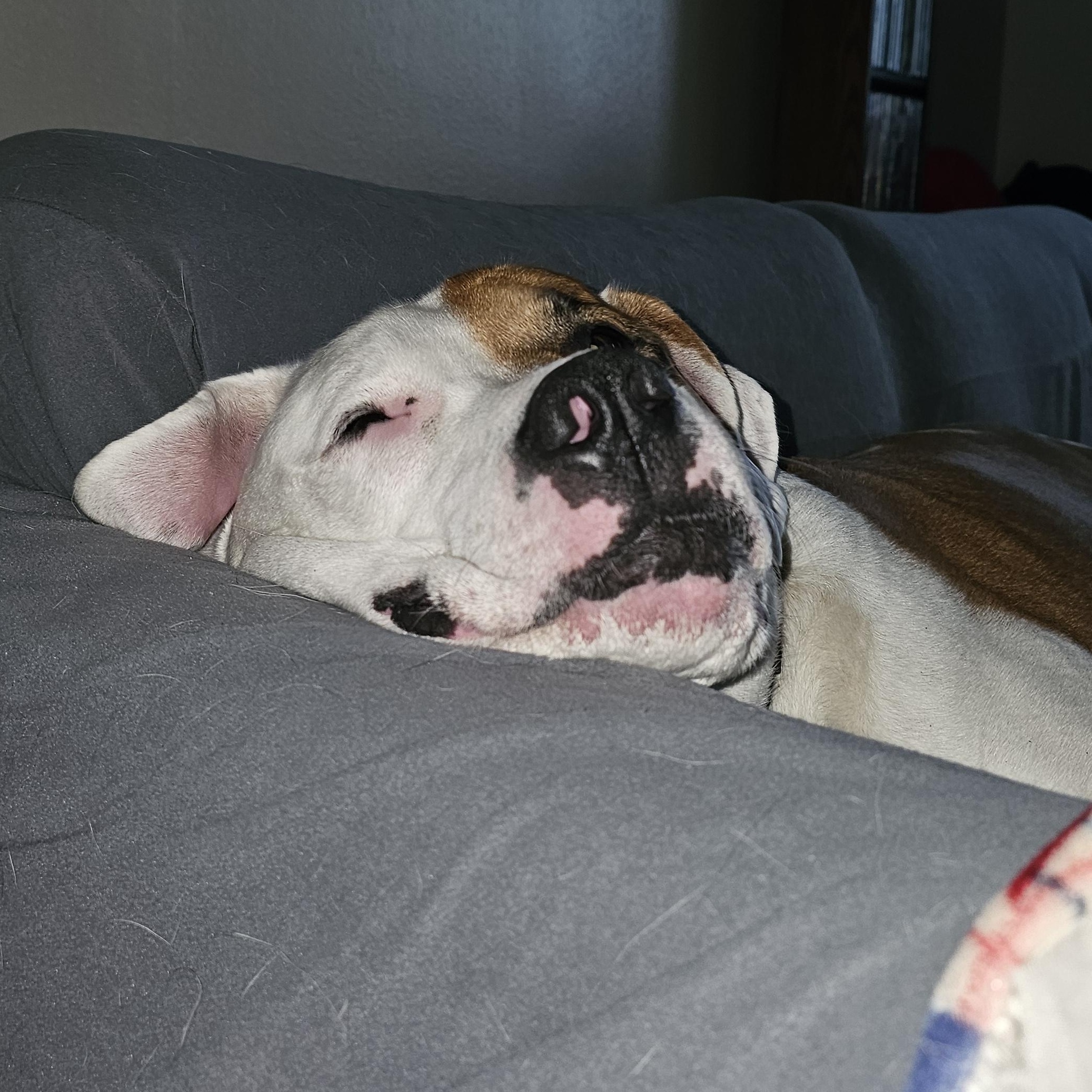 Enlarge Mack- Cross Post , a ADOPTABLE mixed breed in Tomah, WI image 2/6