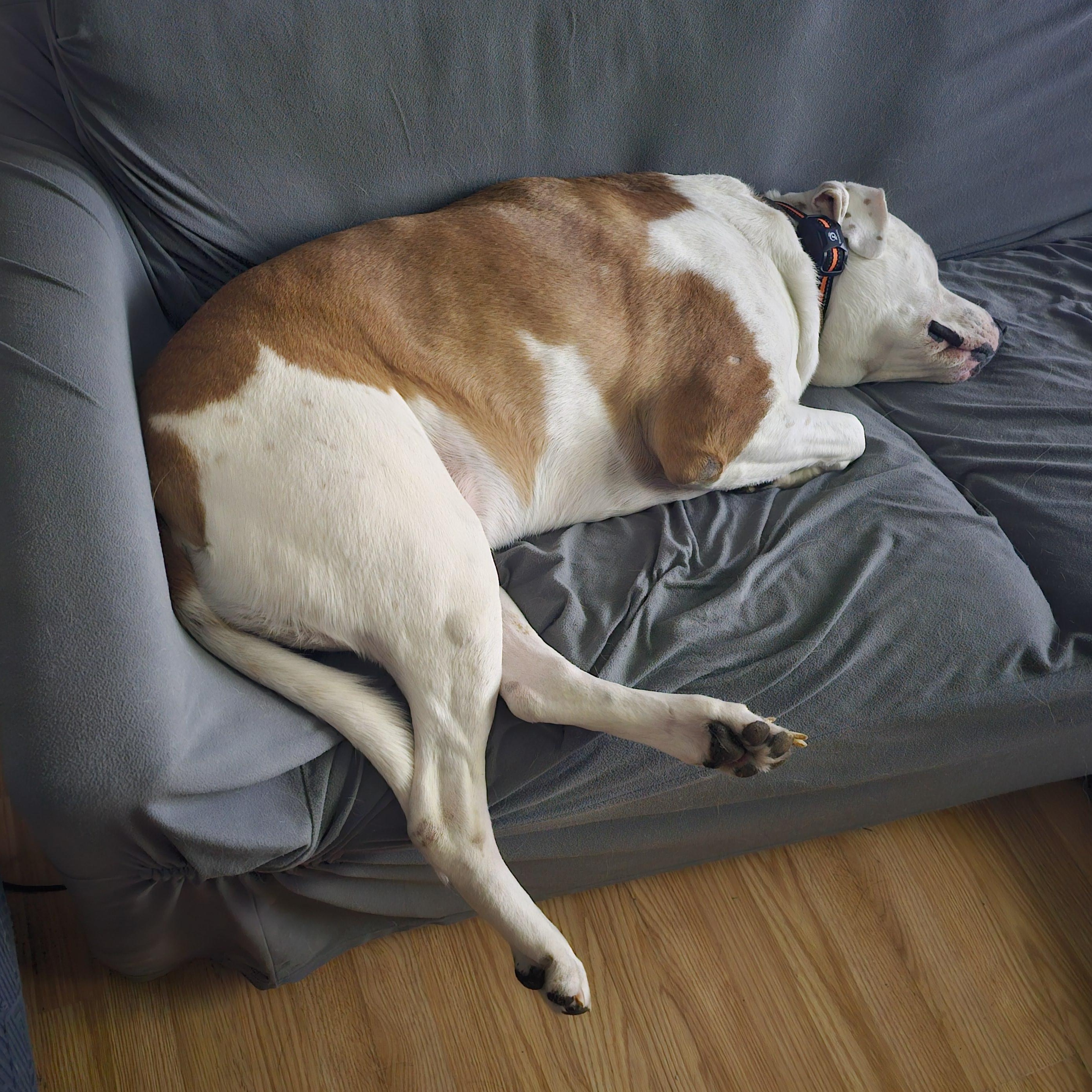 Enlarge Mack- Cross Post , a ADOPTABLE mixed breed in Tomah, WI image 3/6