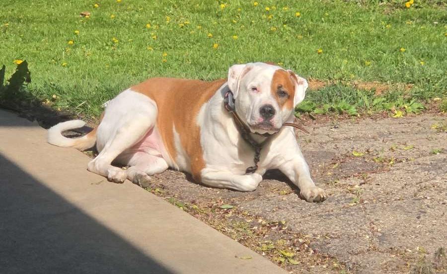 Enlarge Mack- Cross Post , a ADOPTABLE mixed breed in Tomah, WI image 6/6