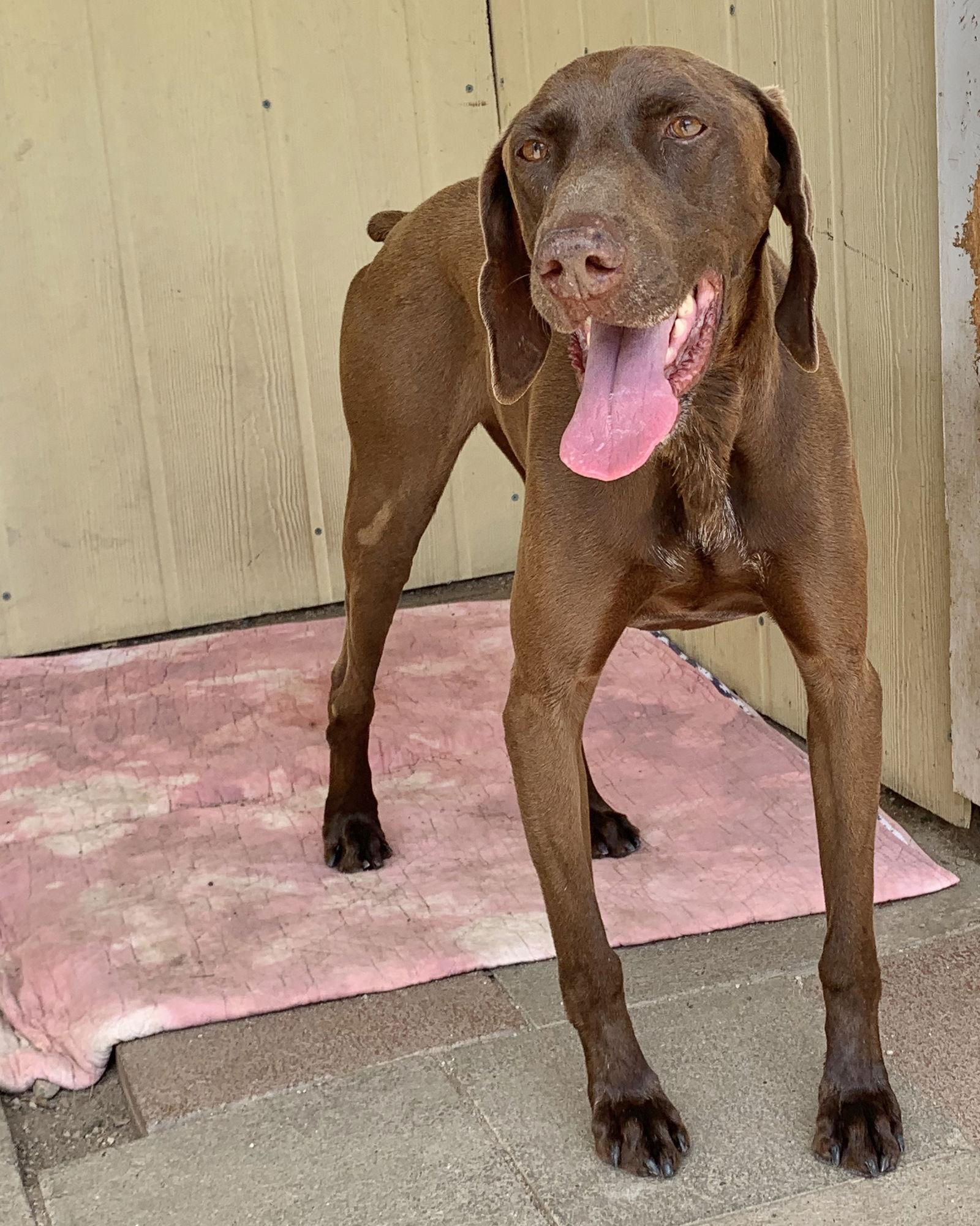 Bruno, Adoptable, Adult Male German Shorthaired Pointer.