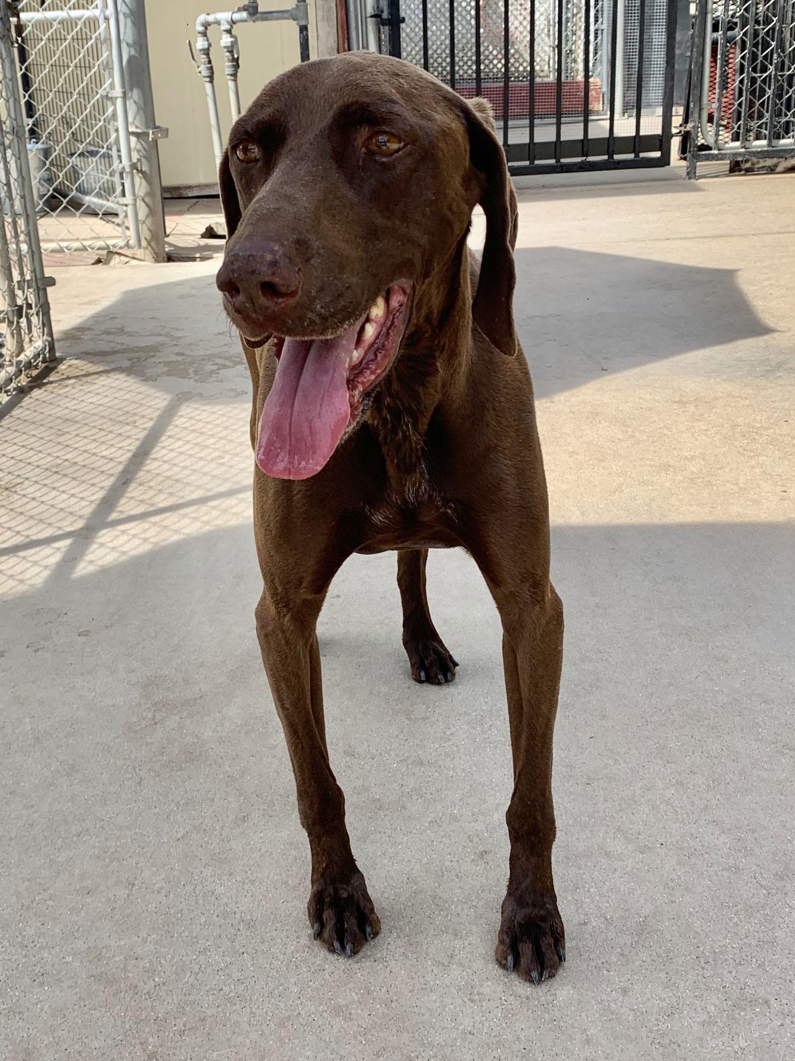 Enlarge Bruno, a Adoptable German Shorthaired Pointer in San Bernardino, CA image 3/3