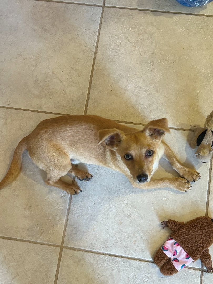 Buck, Adopted, Puppy Male Dachshund.