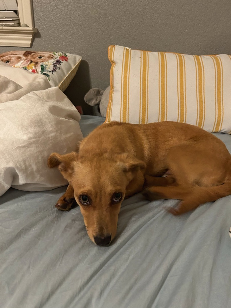 Buck, a Adopted mixed breed in Ripon, CA image 2/10