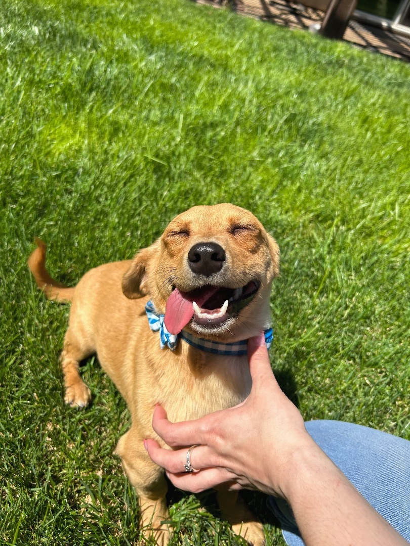 Buck, a Adopted mixed breed in Ripon, CA image 3/10