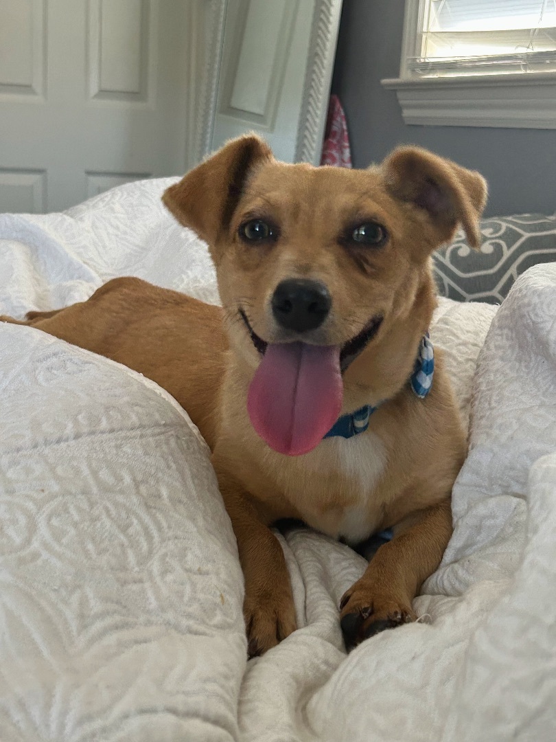 Buck, a Adopted mixed breed in Ripon, CA image 4/10