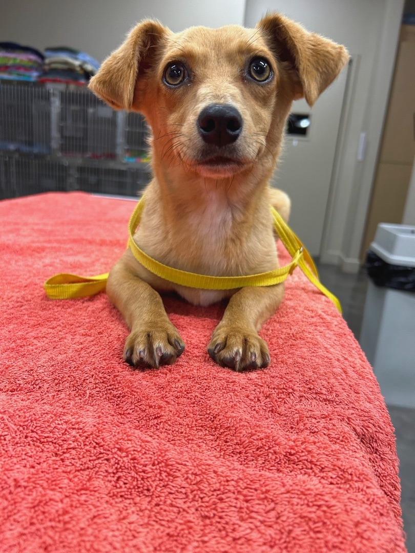 Buck, a Adopted mixed breed in Ripon, CA image 5/10