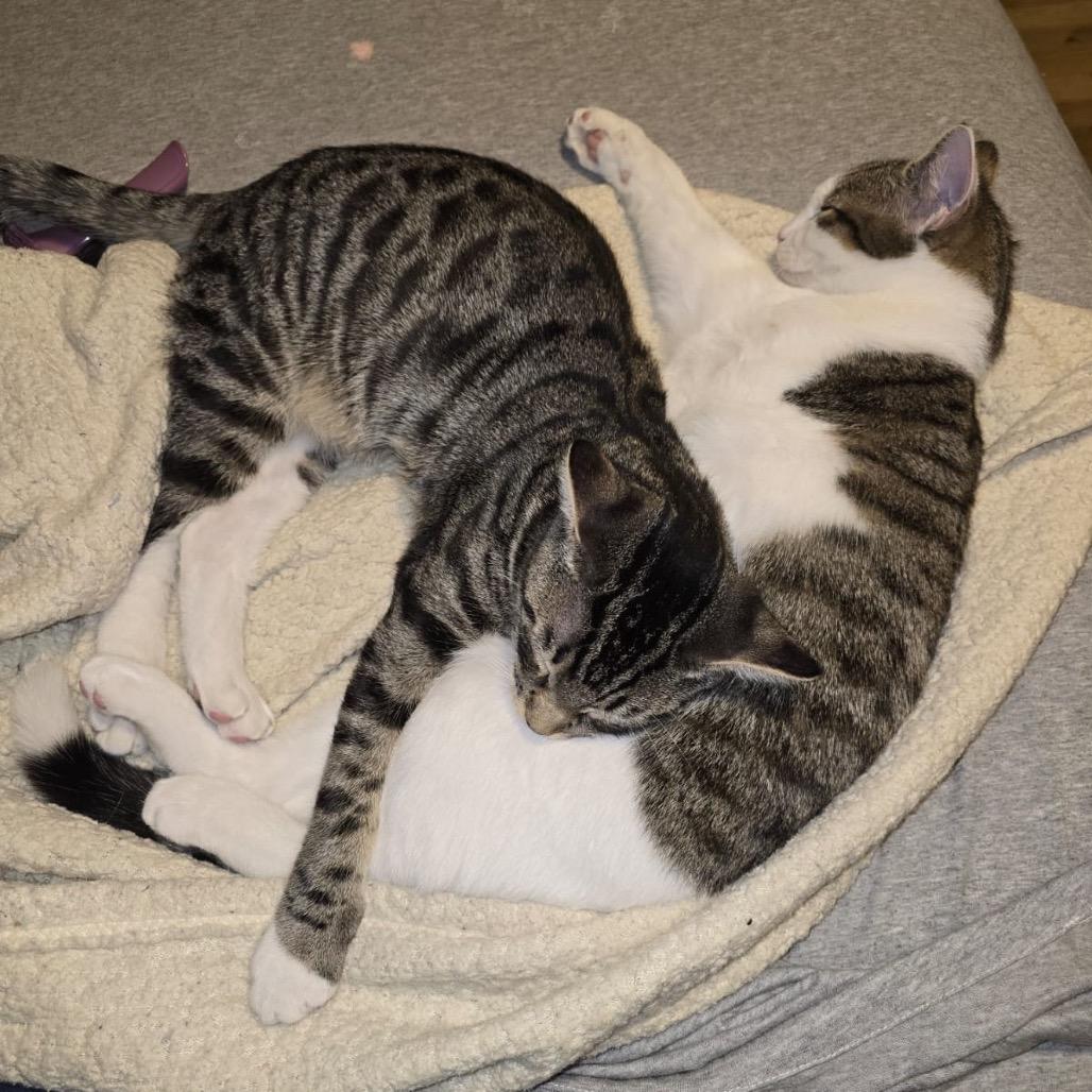 Enlarge Ramen (bonded w/ Sushi), a Adoptable Domestic Short Hair in Howard beach, NY image 1/6