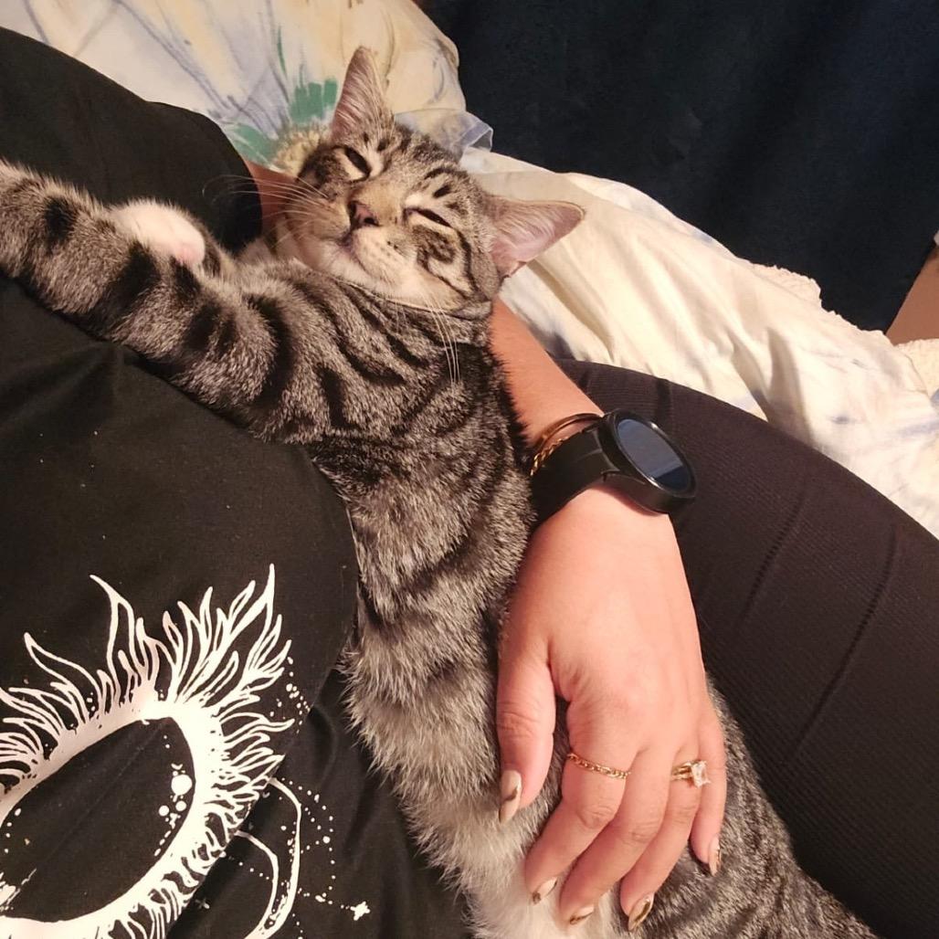 Enlarge Ramen (bonded w/ Sushi), a Adoptable Domestic Short Hair in Howard beach, NY image 3/6