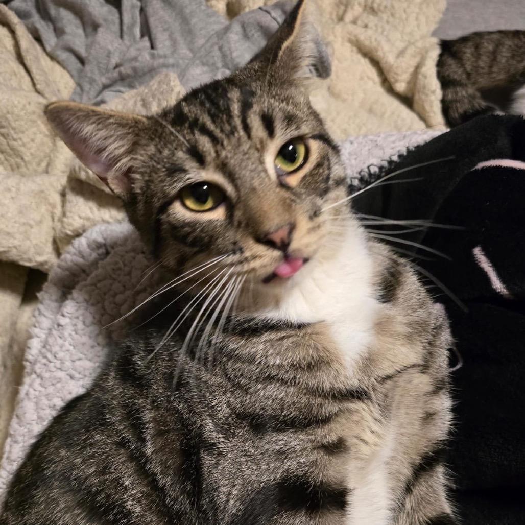 Enlarge Ramen (bonded w/ Sushi), a Adoptable Domestic Short Hair in Howard beach, NY image 4/6