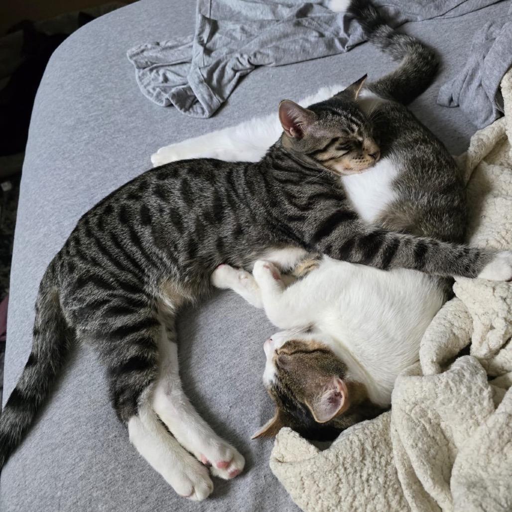 Enlarge Ramen (bonded w/ Sushi), a Adoptable Domestic Short Hair in Howard beach, NY image 6/6