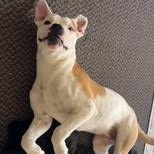 Enlarge Boo, a ADOPTABLE Mixed Breed in Little Rock, AR image 4/4