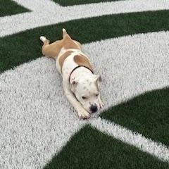 Enlarge Boo, a ADOPTABLE Mixed Breed in Little Rock, AR image 2/4