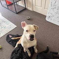 Enlarge Boo, a ADOPTABLE Mixed Breed in Little Rock, AR image 3/4