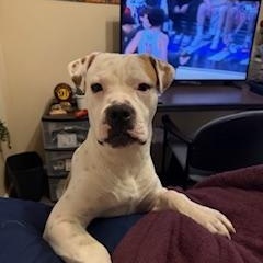 Enlarge Boo, a ADOPTABLE Mixed Breed in Little Rock, AR image 1/4