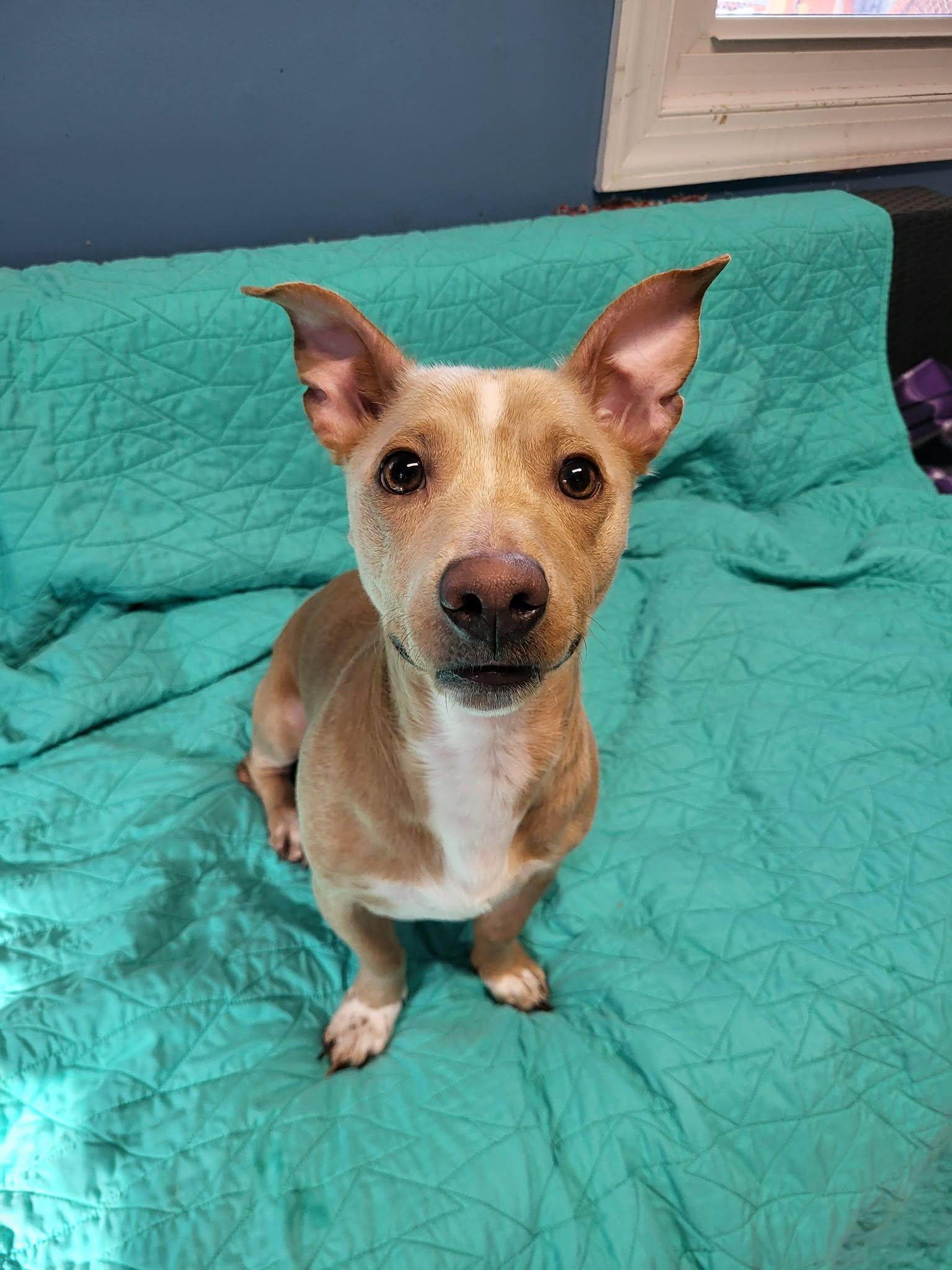 Enlarge Noodle, a ADOPTABLE Chihuahua in Sunderland, MD image 5/6