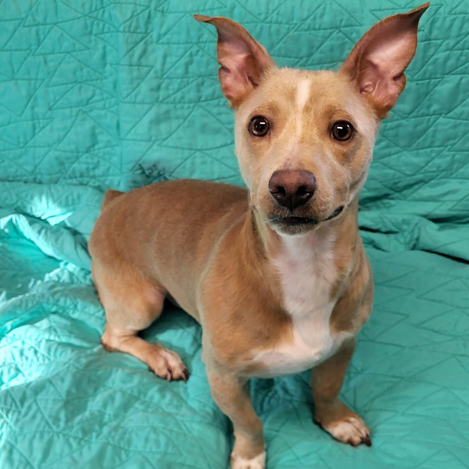 Enlarge Noodle, a ADOPTABLE Chihuahua in Sunderland, MD image 1/6