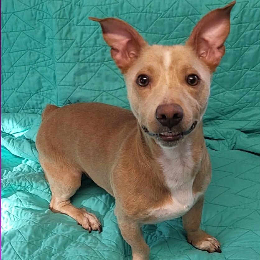 Enlarge Noodle, a ADOPTABLE Chihuahua in Sunderland, MD image 2/6