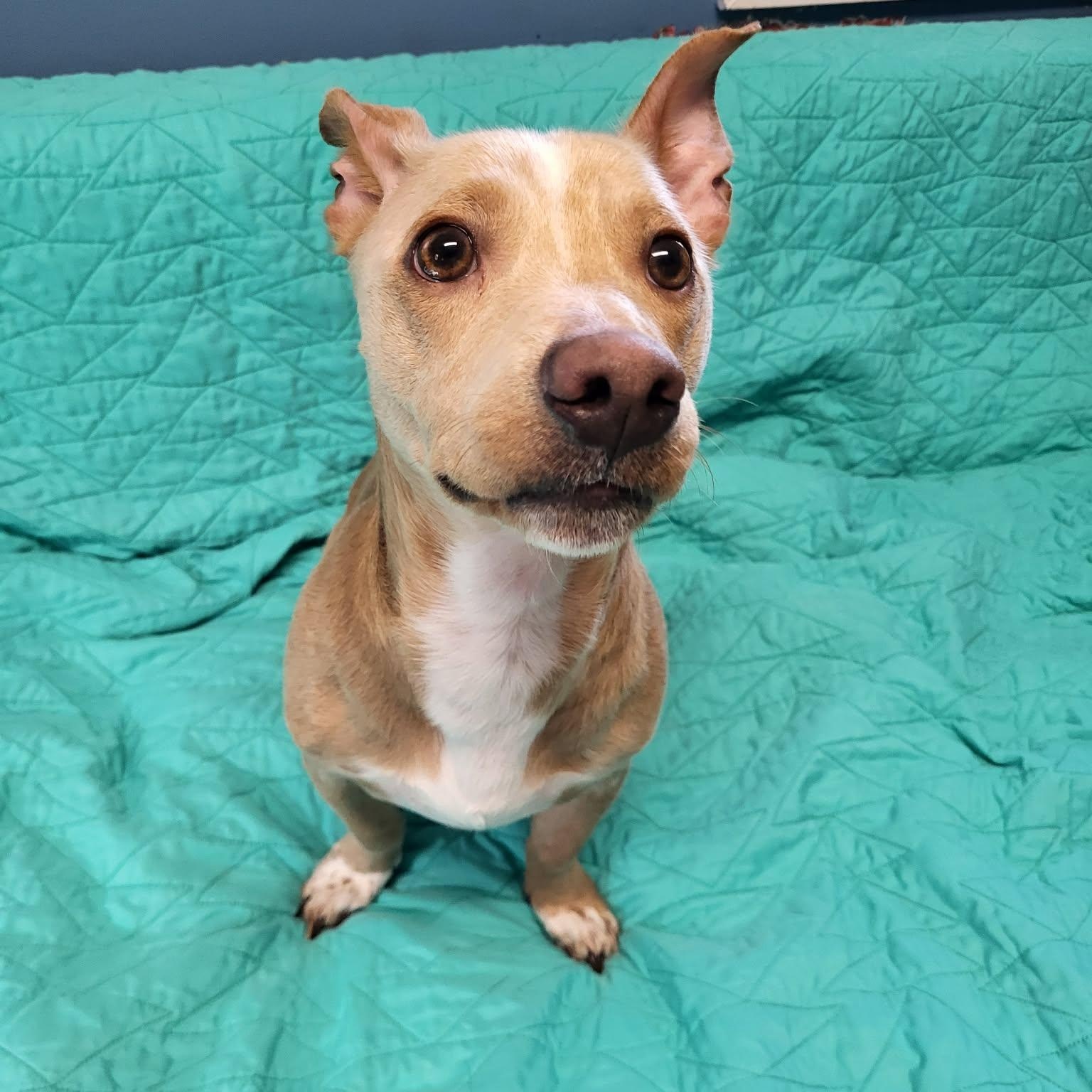 Enlarge Noodle, a ADOPTABLE Chihuahua in Sunderland, MD image 3/6