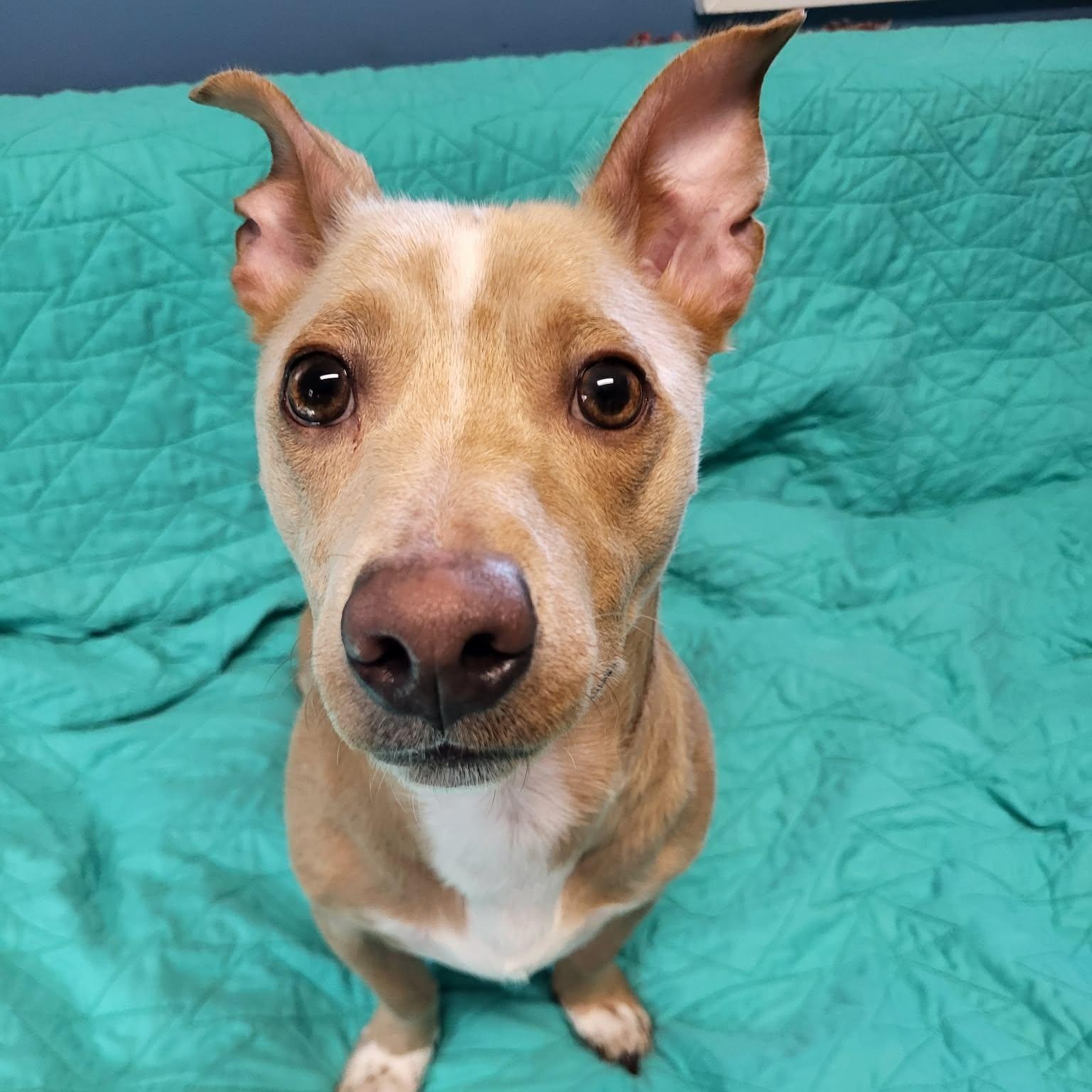 Enlarge Noodle, a ADOPTABLE Chihuahua in Sunderland, MD image 6/6