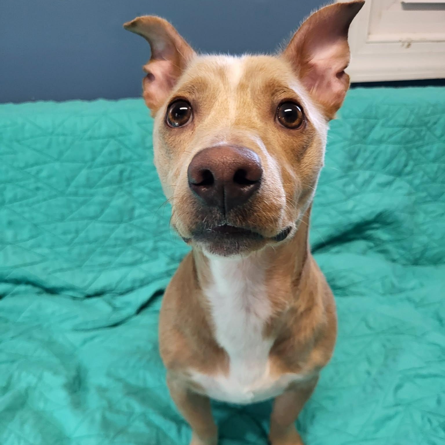 Enlarge Noodle, a ADOPTABLE Chihuahua in Sunderland, MD image 4/6